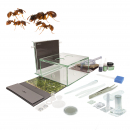 Bundle Offer - Myrmica rubra